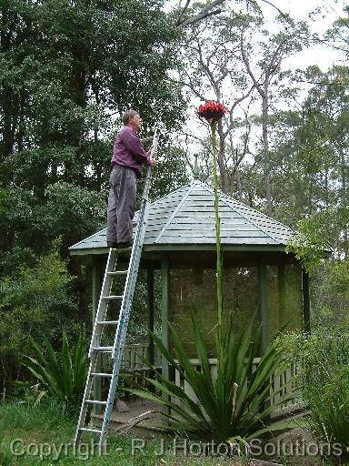 Gymea lily _rob 